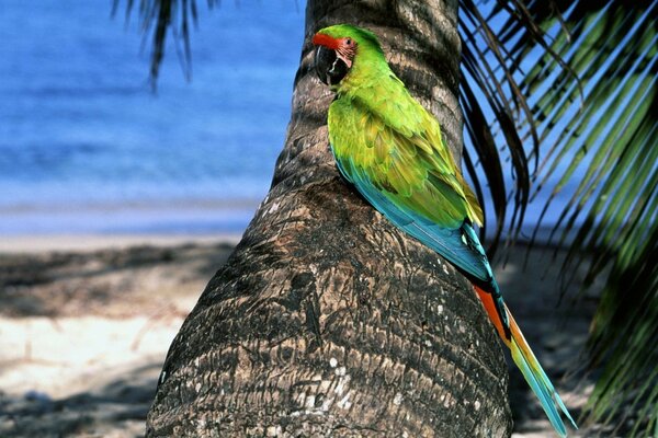 Tropischer Vogel auf einem Inselbaum