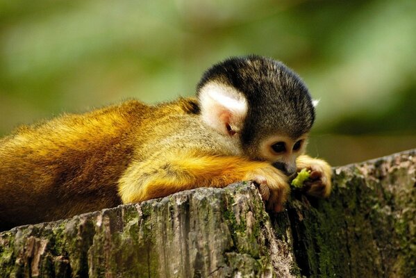 Naturaleza. Cachorro de perezoso