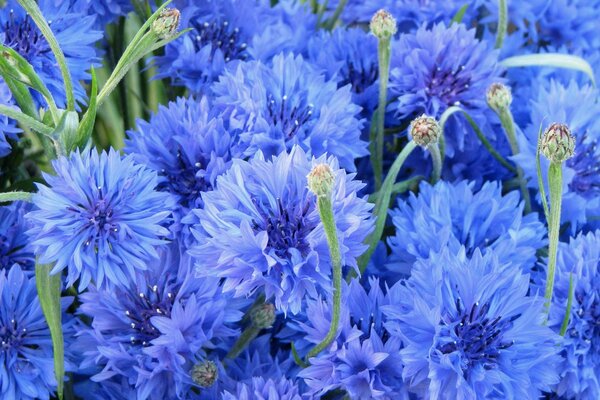 Blue flowers in nature