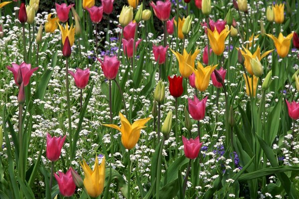 Tulipanes multicolores en medio de otra hierba