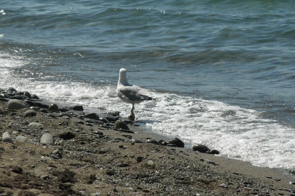 Ein Pelikan, der am Meer steht