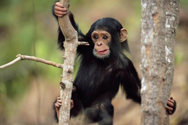 A little macaque makes faces