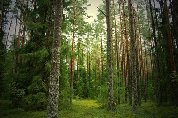 Floresta misteriosa com árvores altas