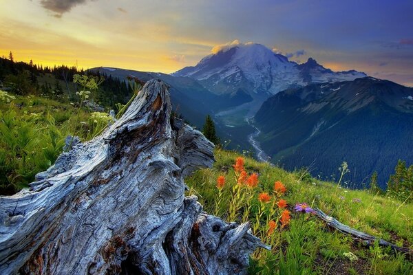 Flores silvestres en las montañas al amanecer