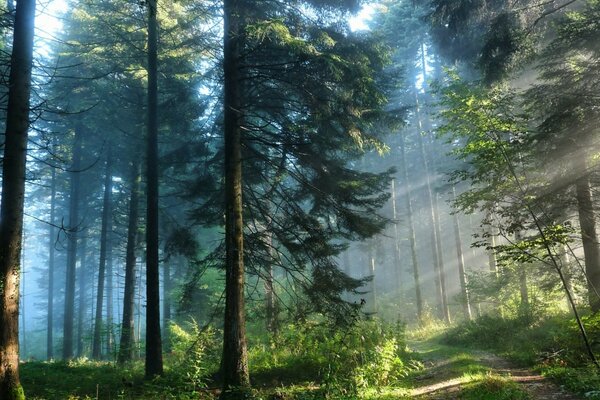 Hohe Kiefern in einem nebligen Wald