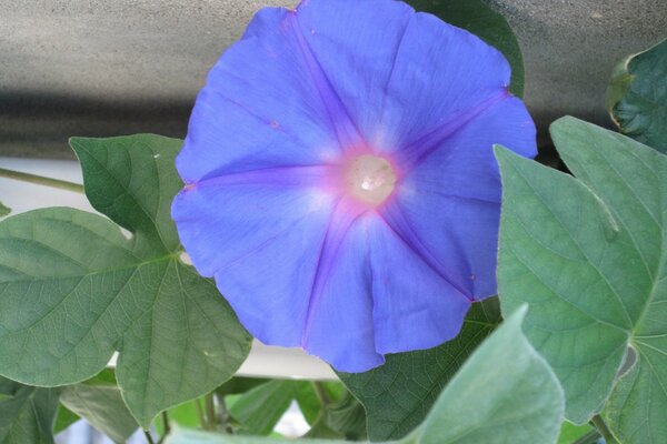 La flor crece en la naturaleza de color azul