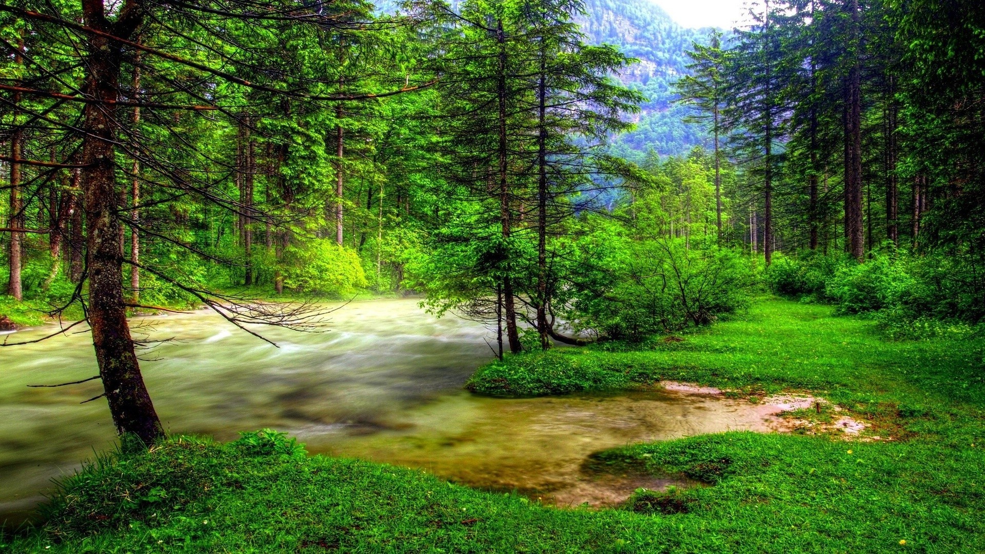 foresta legno paesaggio natura albero foglia parco bel tempo ambiente estate all aperto alba sole scenico erba lussureggiante