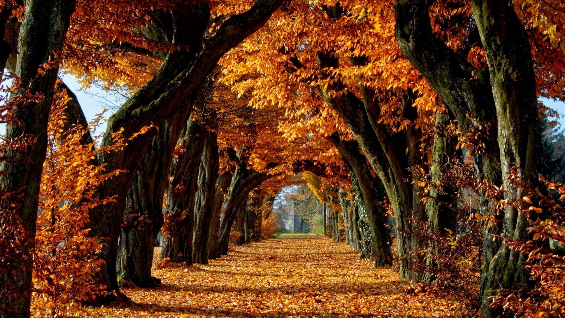 otoño otoño hoja árbol madera parque arce naturaleza paisaje al aire libre temporada medio ambiente oro guía escénico rama