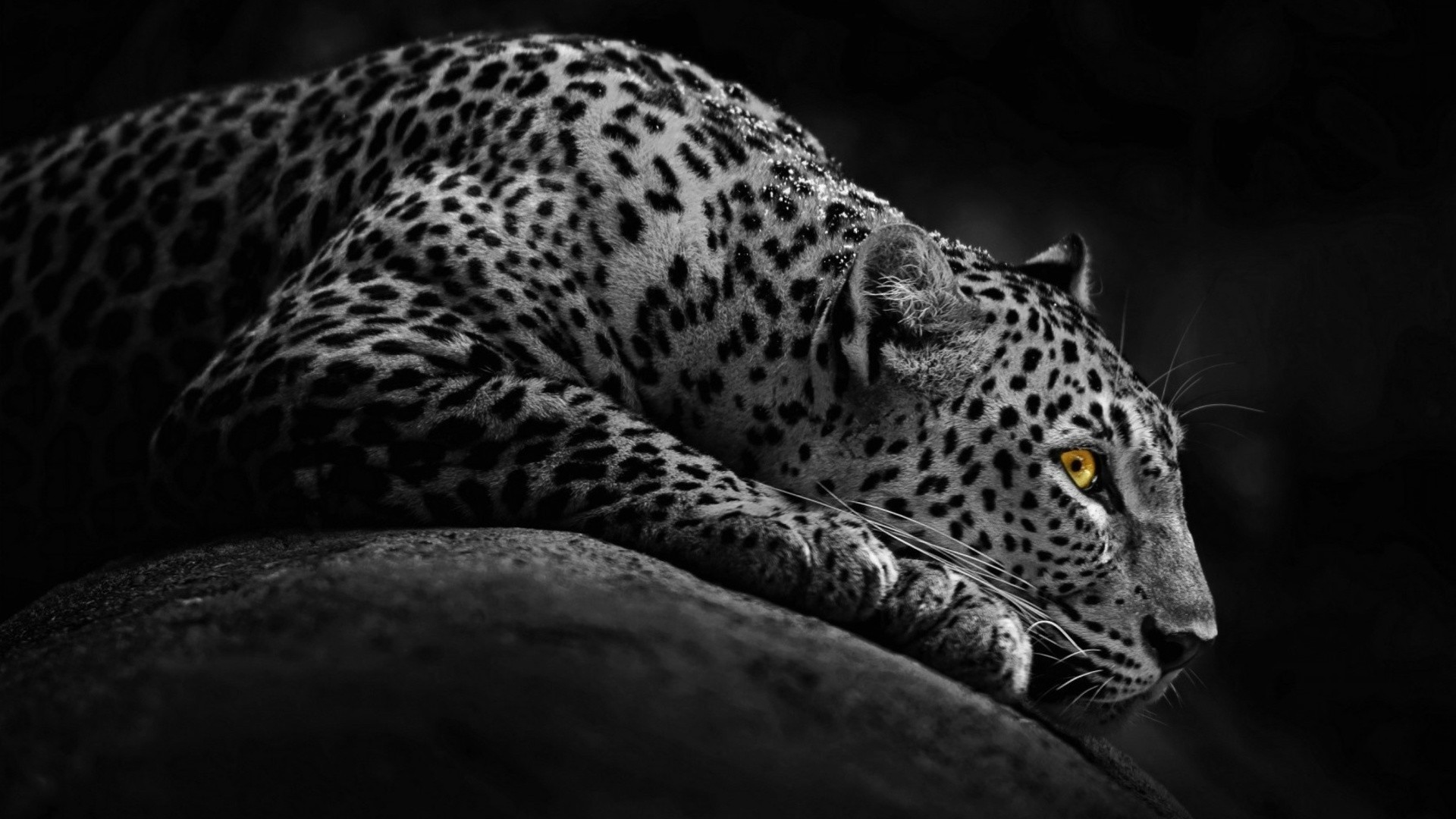 leoparden leopard katze tierwelt raubtier zoo säugetier natur tier porträt jäger wild groß safari auge gefahr