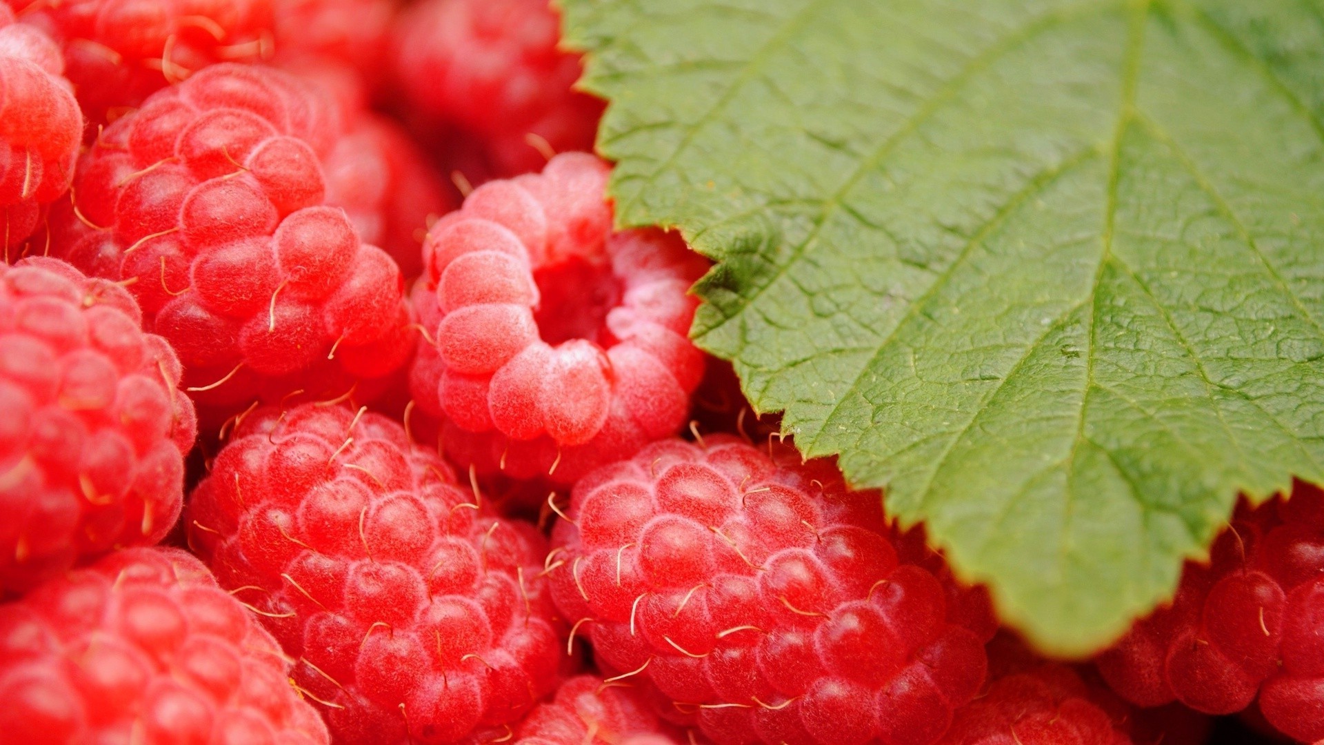 baies fruits juteux baie alimentaire confiserie en bonne santé framboises doux nature délicieux feuille régime alimentaire fraîcheur santé gros plan délicieux été alimentaire jardin