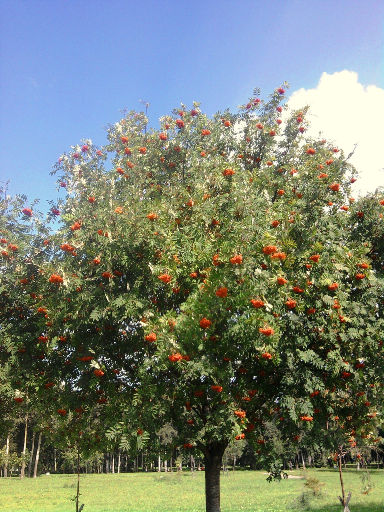 persönliches foto baum blatt zweig obst flora blume garten saison sommer natur farbe im freien landschaft hell wachsen wachsen gutes wetter