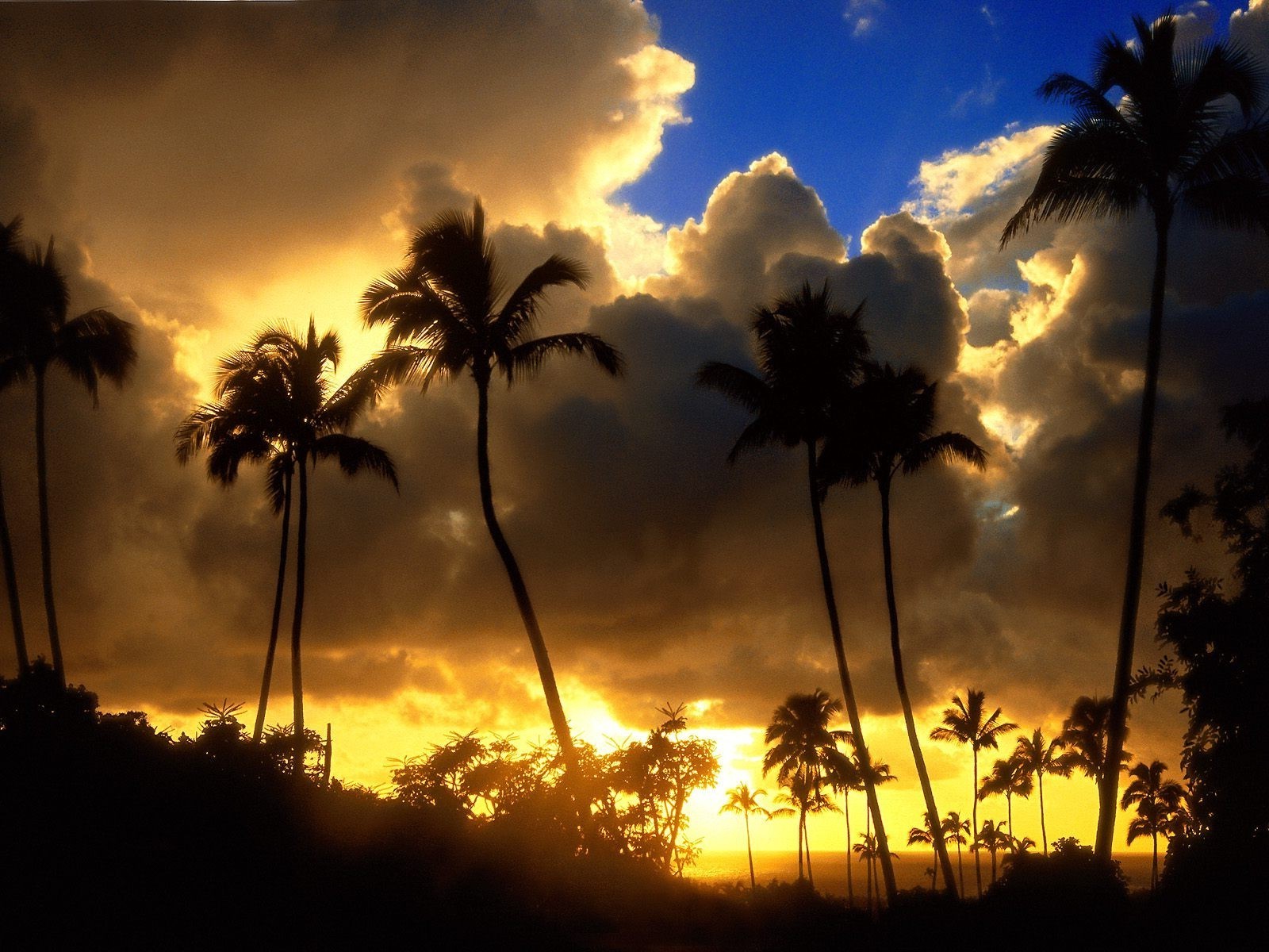 puesta de sol y amanecer palmas playa sol puesta de sol coco árbol isla tropical silueta paisaje cielo mar océano exótico verano amanecer buen tiempo paraíso naturaleza