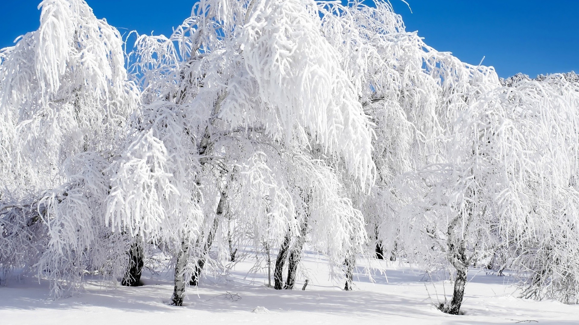 hiver neige froid glace bois congelé gel neigeux saison paysage montagnes scénique givré piste arbre météo neige-blanc sapin glacial sapin