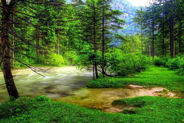 Árboles verdes cerca del río del bosque