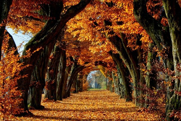 Foresta autunno foglie alberi