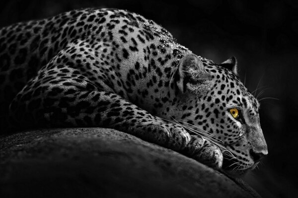 Oeil jaune du puissant Jaguar