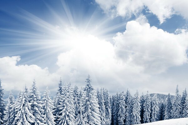 Snow-covered forest area nature