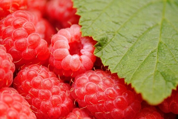 Helle saftige Himbeeren im Gras