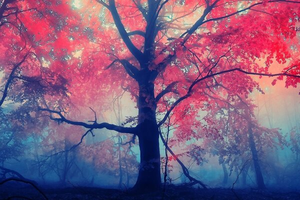 Red maple autumn in the morning fog