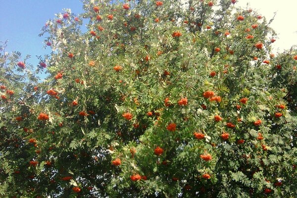 A rowan tree, strewn with berries, stands in a clearing