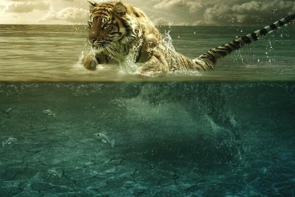 Der Tiger springt aus dem Wasser und hebt das Spray auf