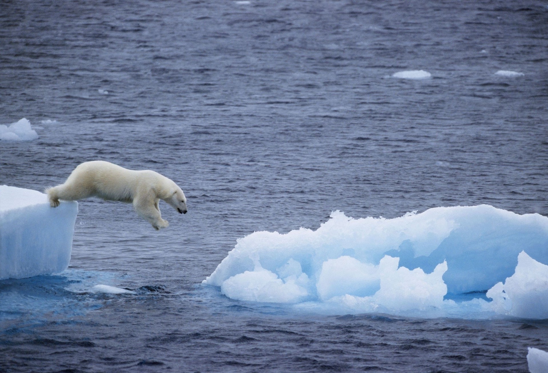 Белые медведи на льдинке скачать