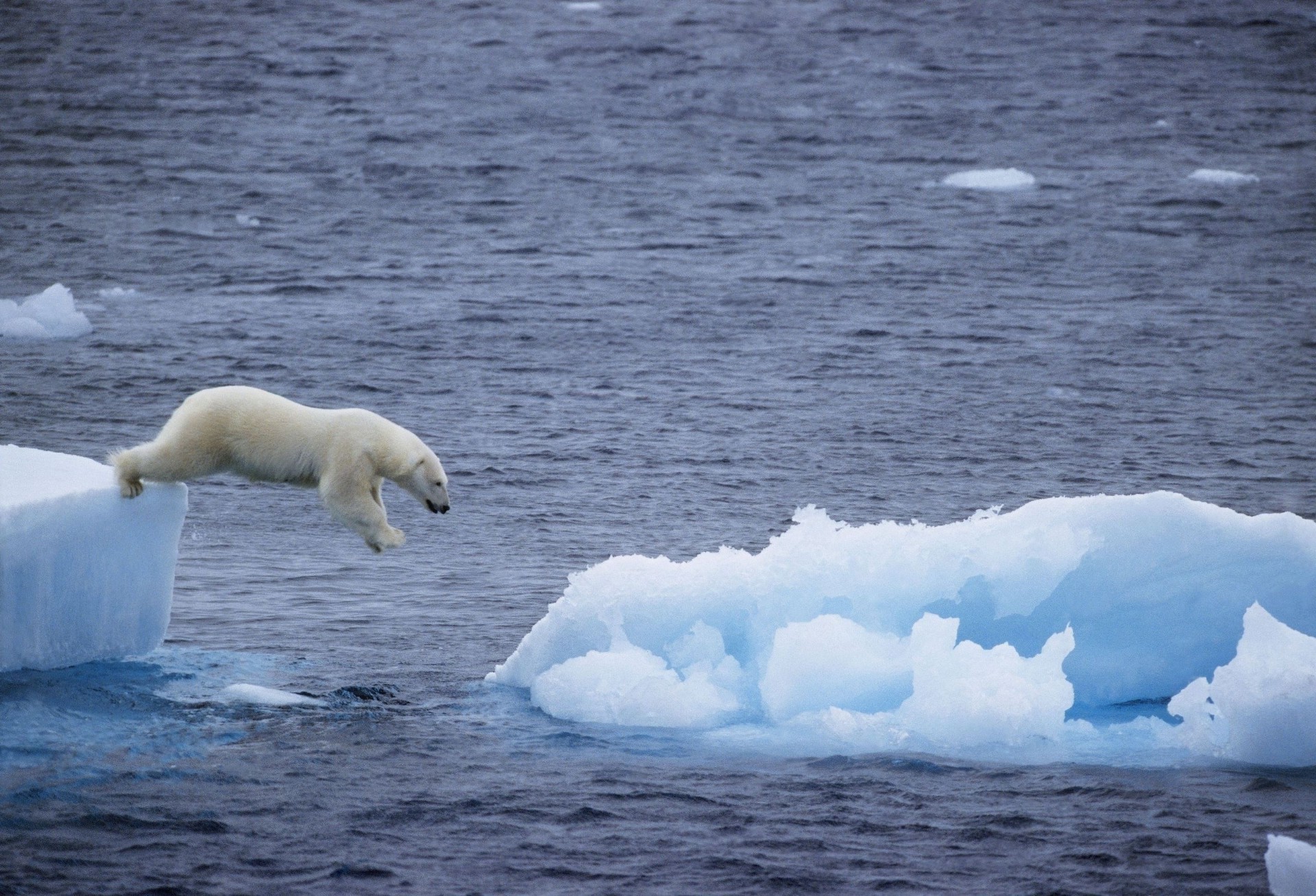 ours eau givré glace iceberg mer changement climatique océan natation baleine à l extérieur polaire lumière du jour antarctique faune mammifère