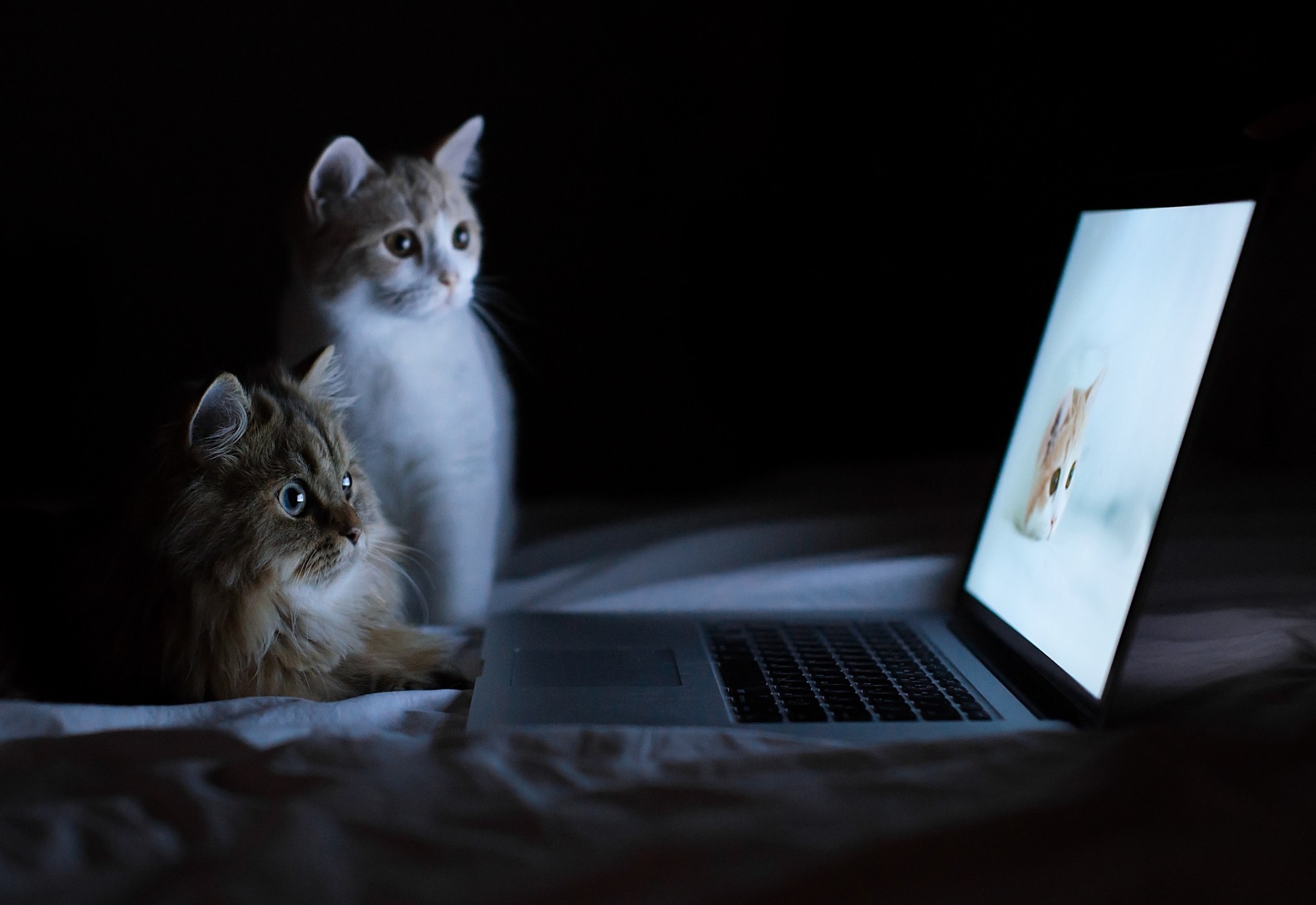 Two cats watching a cat on laptop screen Phone wallpapers