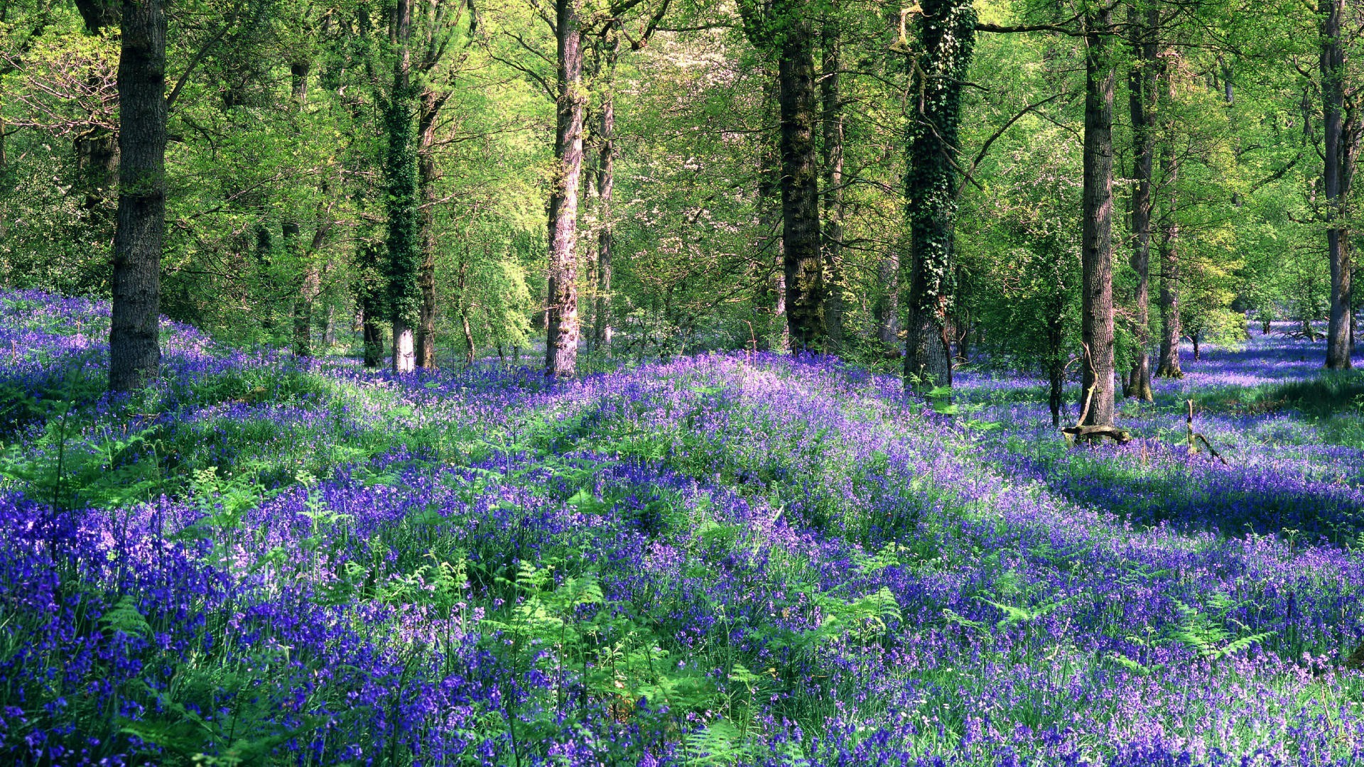 summer nature flower wood landscape flora tree leaf season outdoors scenic park springtime environment color garden wild rural floral