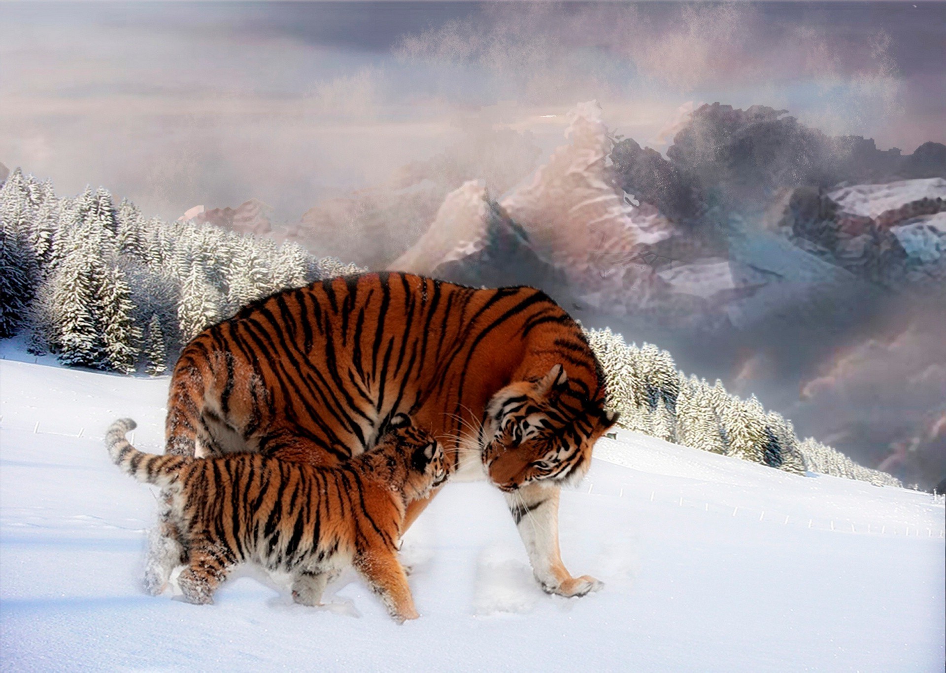 tigres neige hiver froid glace nature