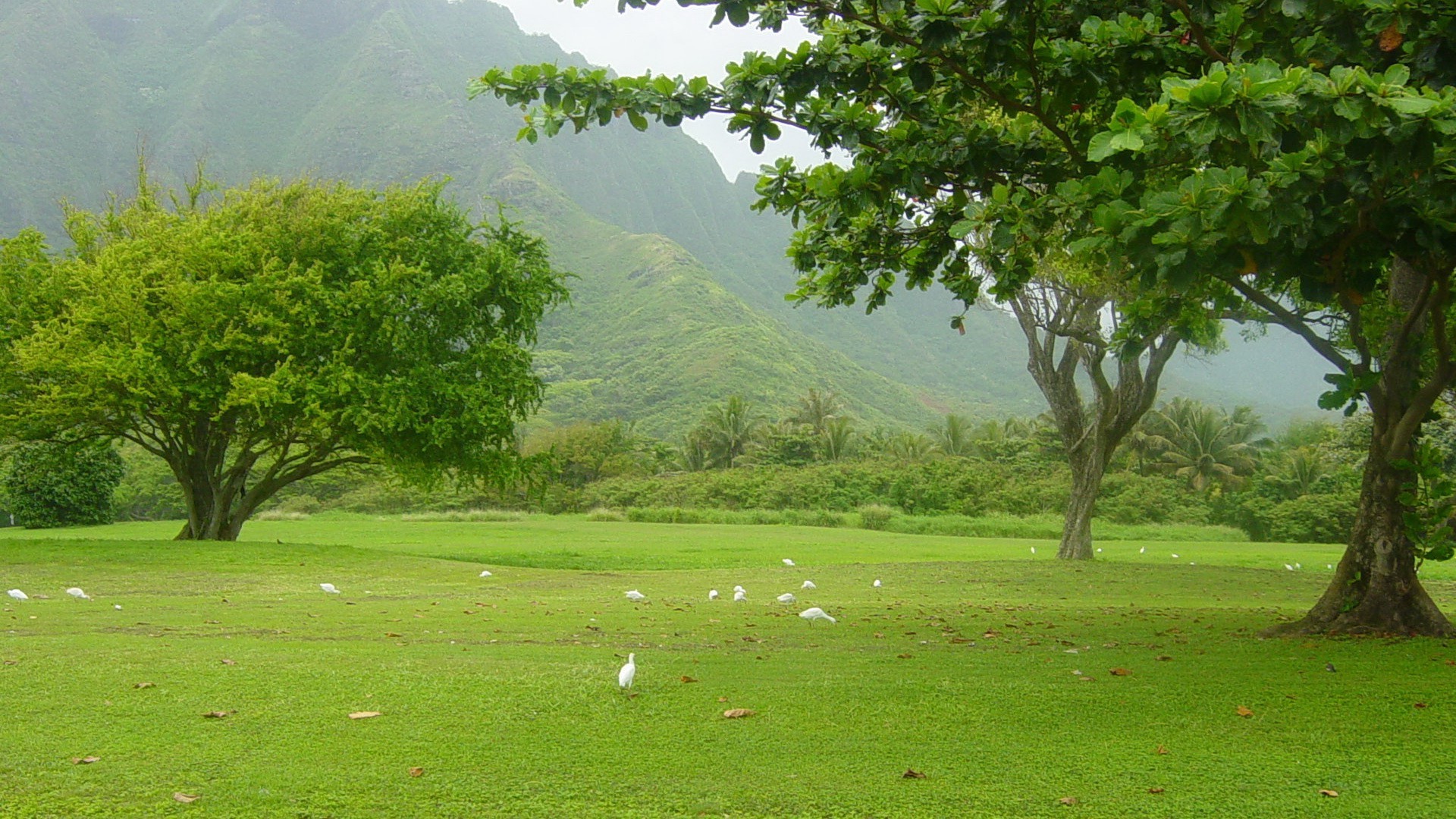 été paysage arbre nature herbe bois en plein air eau scénique golf environnement feuille voyage rural flore pays campagne spectacle luxuriante