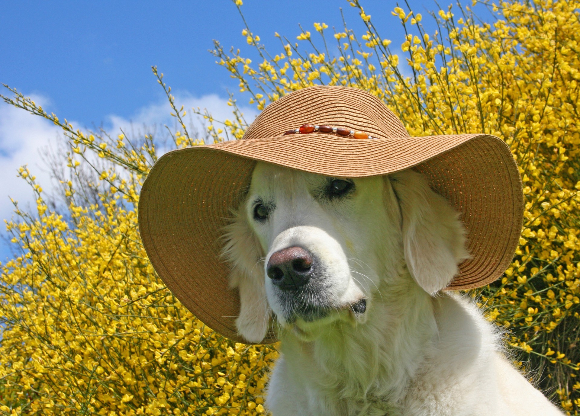 perros hierba lindo naturaleza verano perro mamífero heno al aire libre campo animal mascota perro retrato