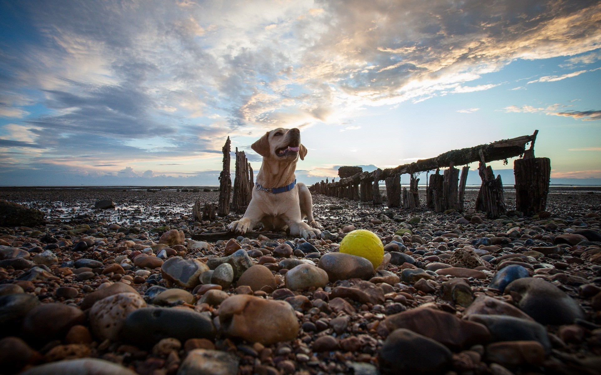 chiens plage eau mer océan mer ciel voyage coucher de soleil paysage en plein air