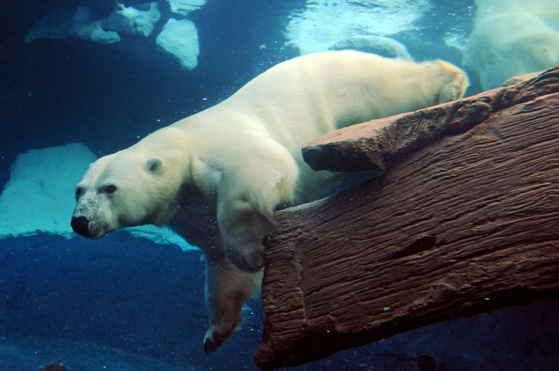 bears underwater water ocean swimming fish wildlife sea invertebrate one daylight environment