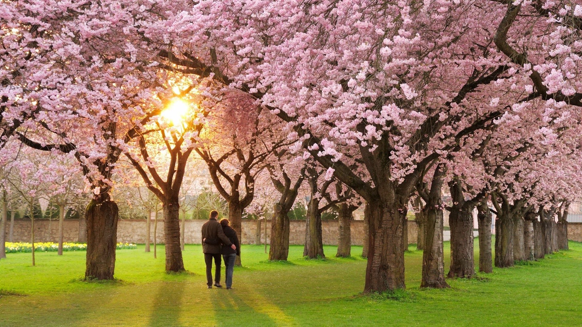 árvores árvore cereja parque flor ramo paisagem temporada natureza primavera ao ar livre folha jardim flora grama brilhante campo sol crescimento árvore de fruto