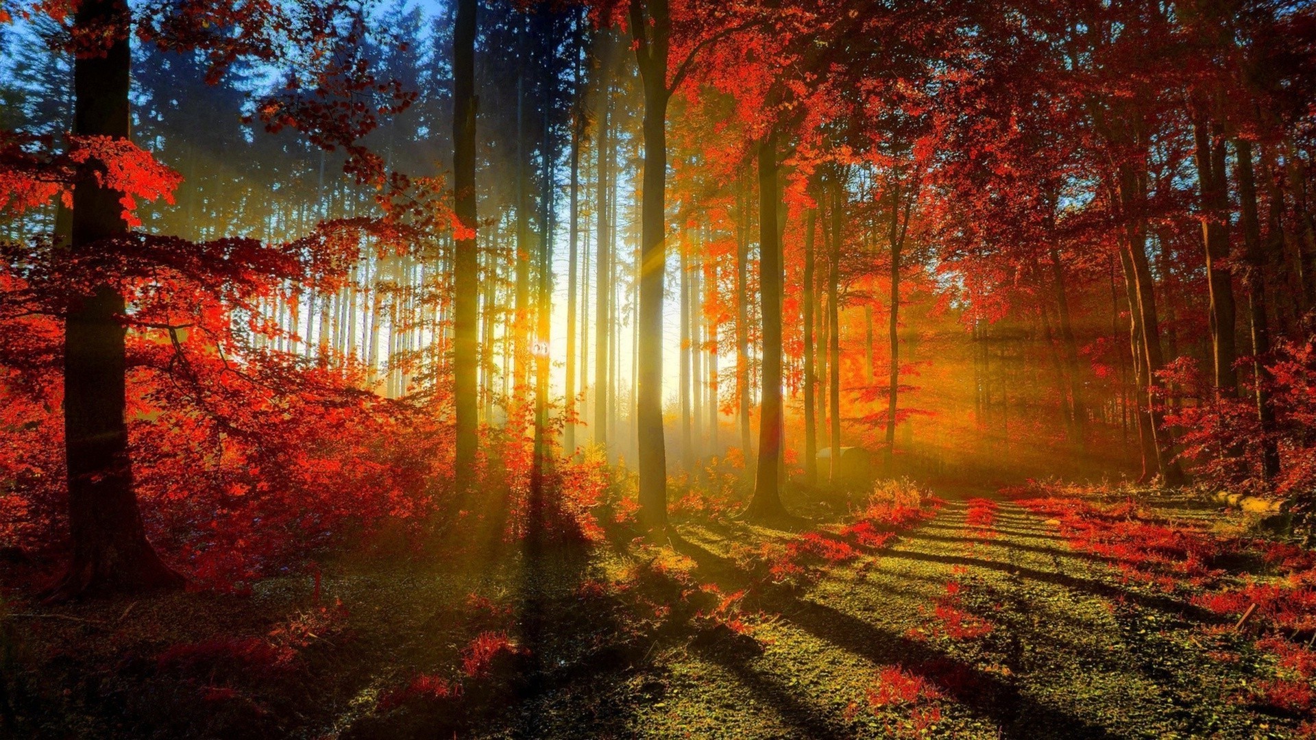 sonnenuntergang und dämmerung herbst blatt baum nebel holz jahreszeit hell nebel licht landschaft park natur