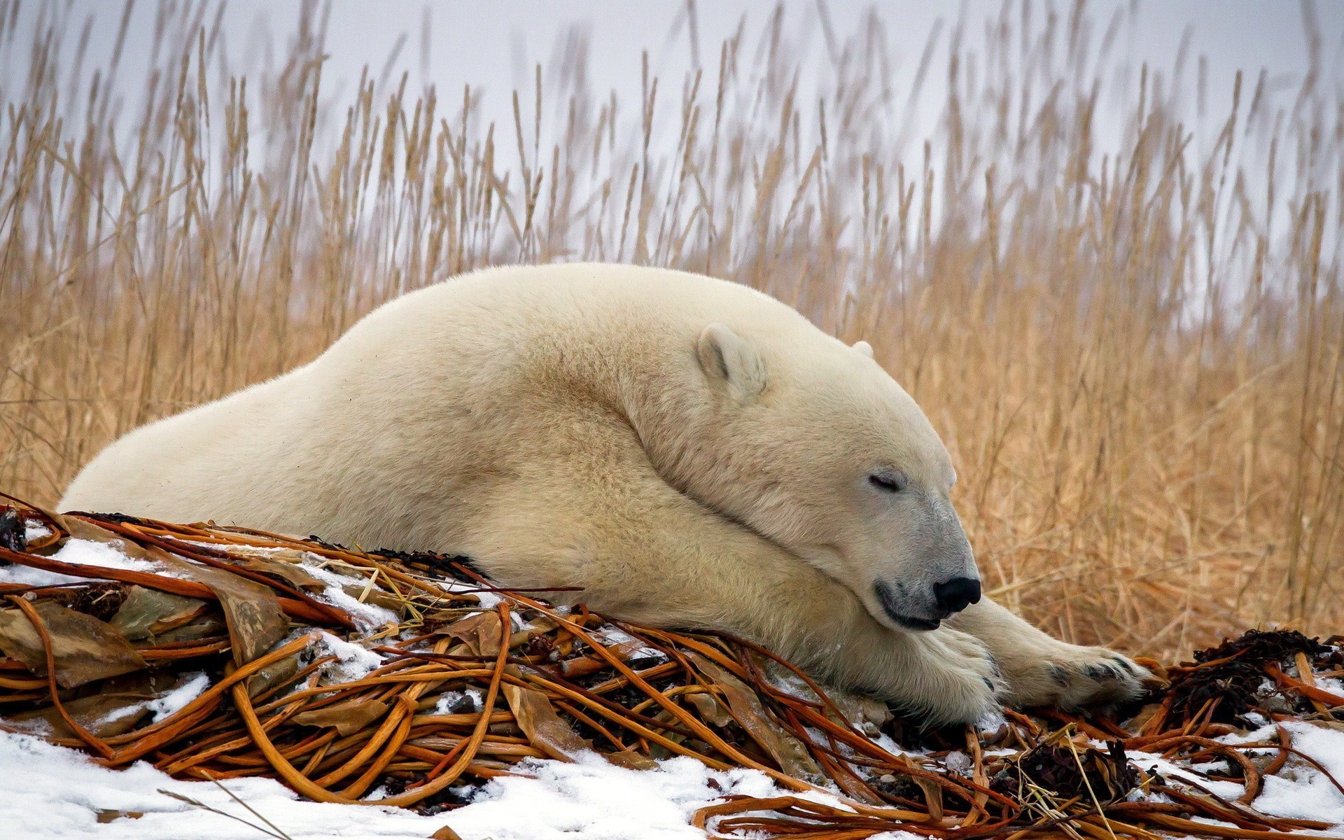 bären säugetier natur tierwelt