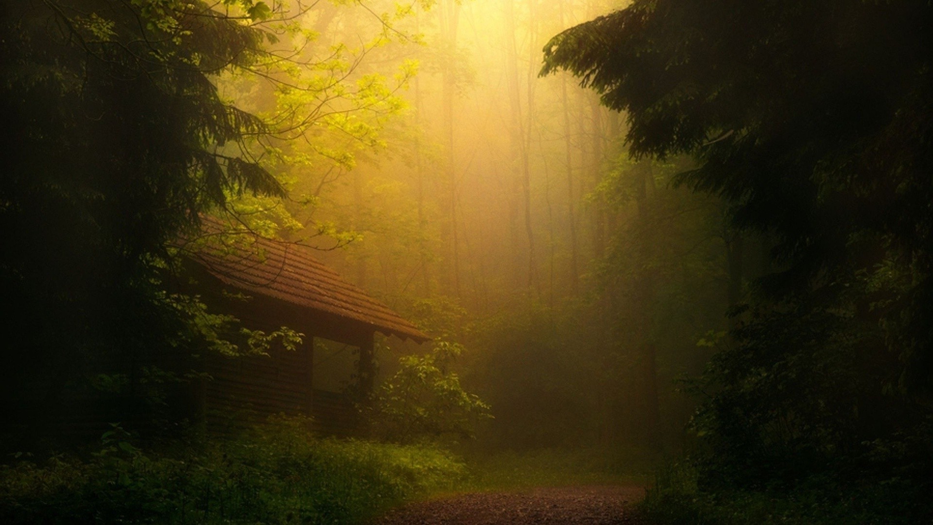 tramonto e alba nebbia albero paesaggio nebbia legno luce alba natura autunno parco