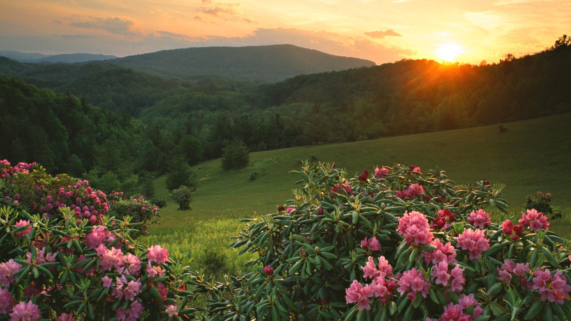 autumn outdoors nature landscape tree flower daylight