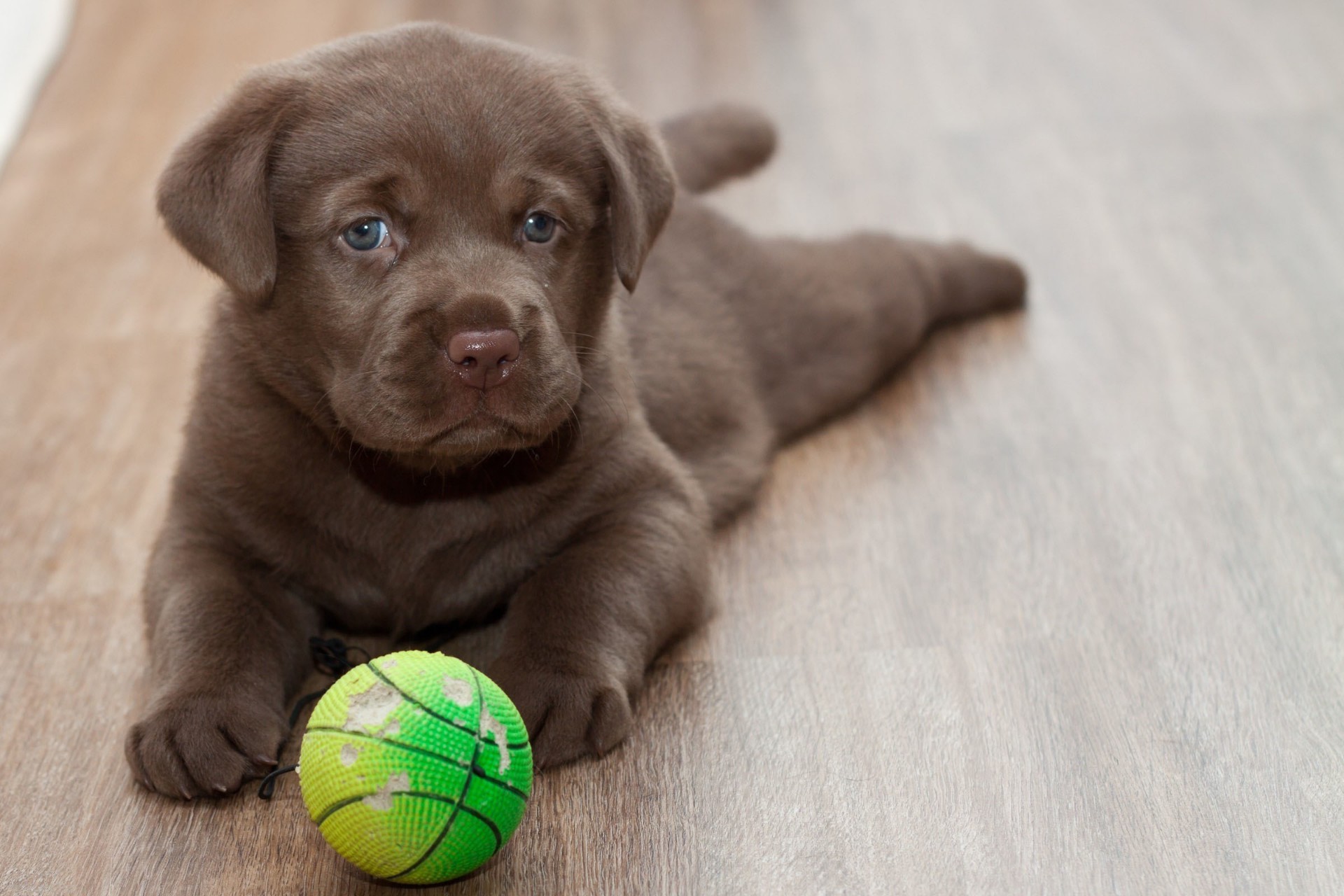 köpekler sevimli köpek portre küçük evde beslenen hayvan bir memeli top hayvan