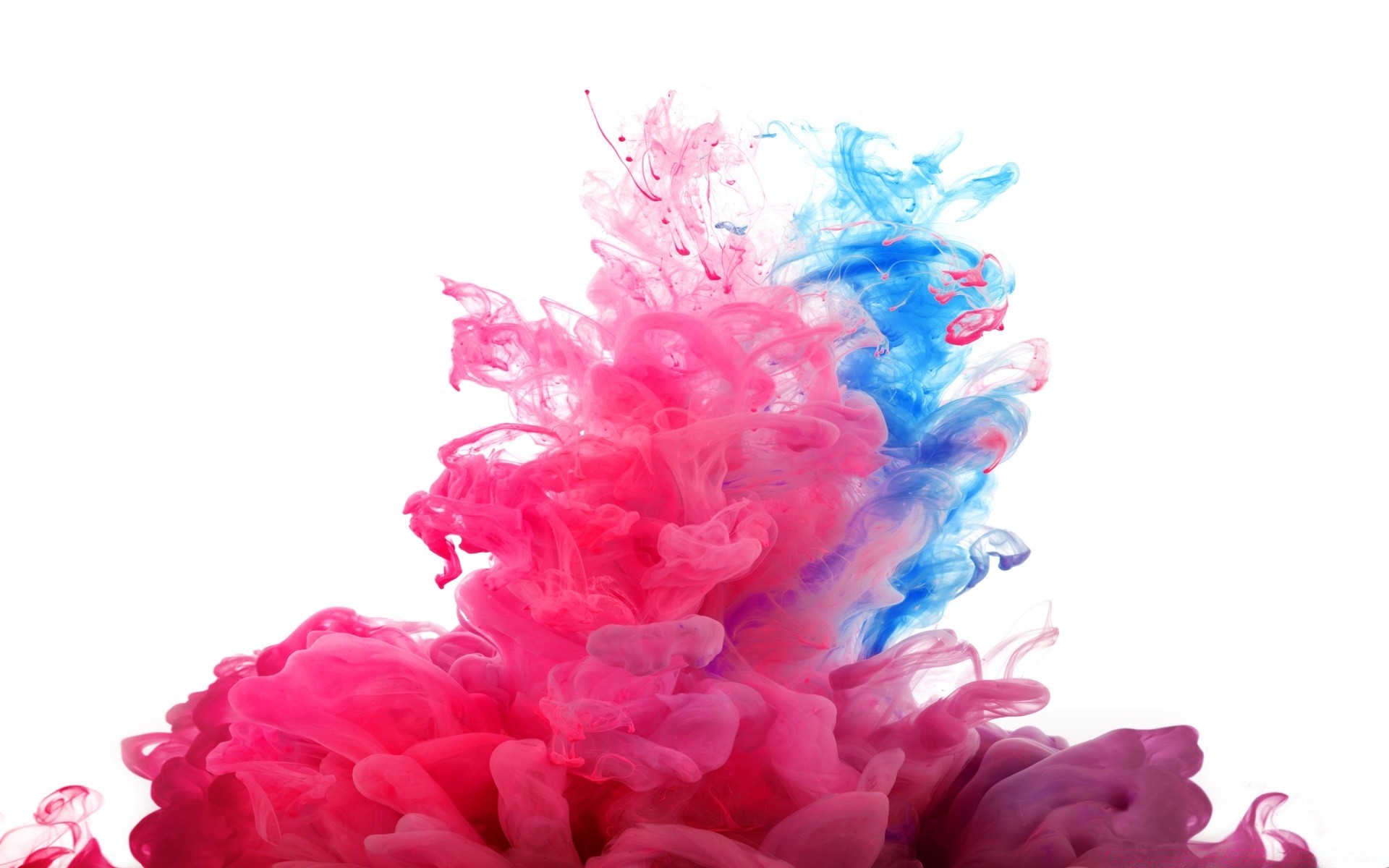 android desktop colore decorazione fiore bella natura luminoso isolato floreale flora petalo design modello astratto regalo vivido primo piano bloom romantico