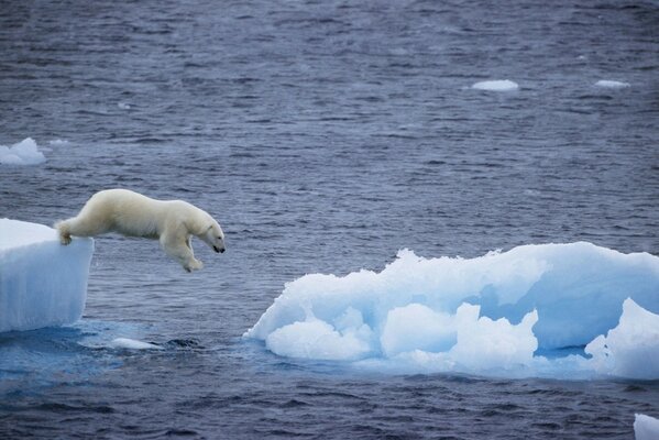 El salto de un oso polar desde un enorme témpano de hielo