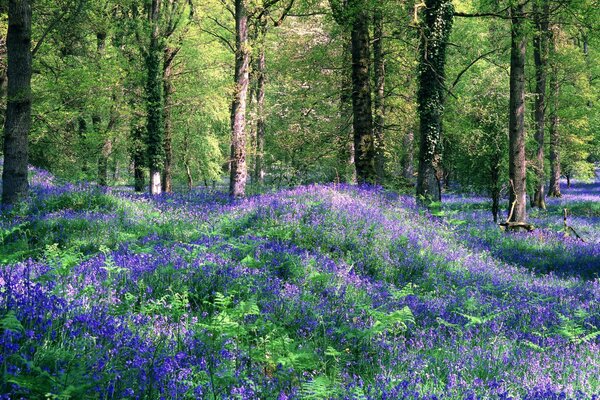 Sommerlandschaft am frühen Morgen im Wald