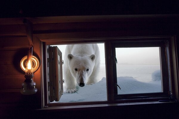 Oso polar se asoma por la ventana de la cabaña