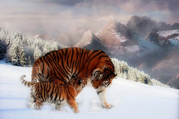 Tiger cub and adult male tiger together