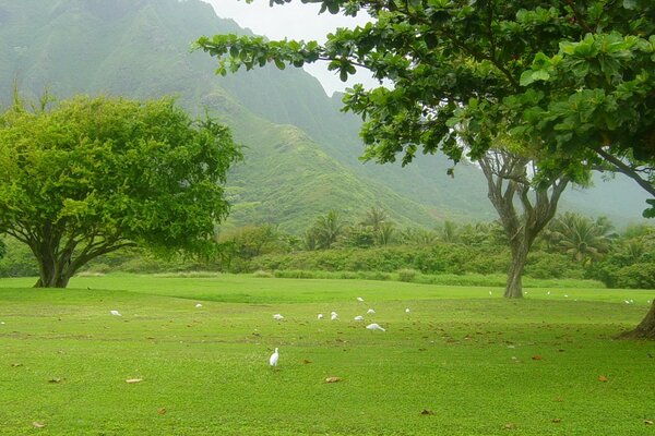 Verano, naturaleza, árbol , hierba-hermoso paisaje