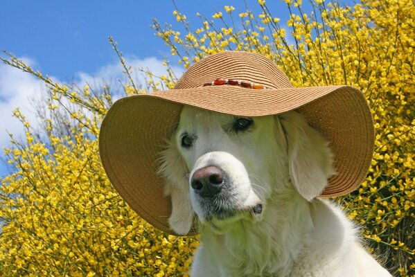 Perro perdiguero blanco con sombrero de paja