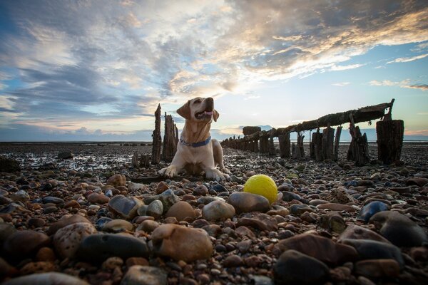 A dog plays with a tennis ball on the rocks of the seashore