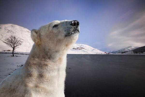 Eisbär schnüffelt auf der Suche nach Beute