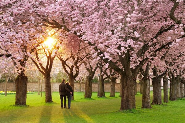 A beautiful cherry blossomed in the spring garden